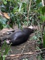 Tapir Siesta